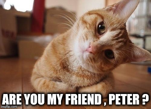 Curious Question Cat | ARE YOU MY FRIEND , PETER ? | image tagged in curious question cat | made w/ Imgflip meme maker
