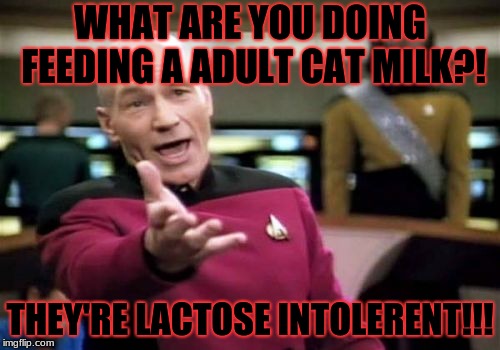 Picard Wtf | WHAT ARE YOU DOING FEEDING A ADULT CAT MILK?! THEY'RE LACTOSE INTOLERENT!!! | image tagged in memes,picard wtf | made w/ Imgflip meme maker
