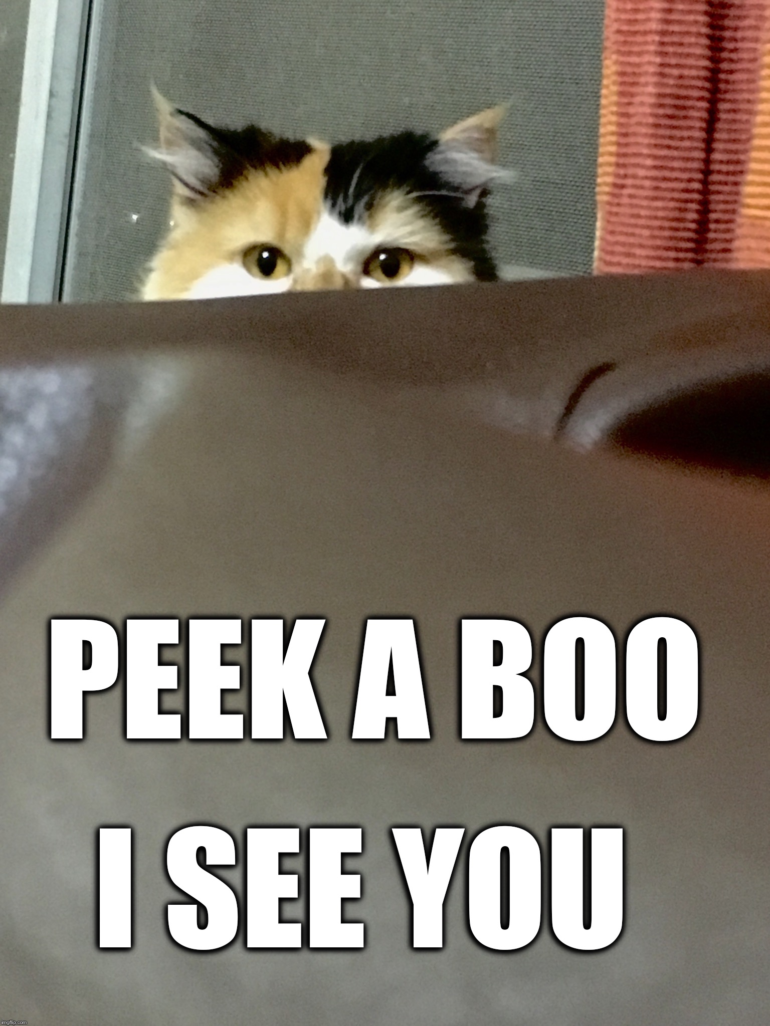 PEEK A BOO; I SEE YOU | image tagged in coco the cat | made w/ Imgflip meme maker
