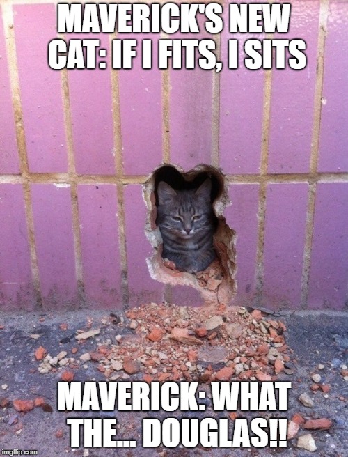 Rainbow six cat | MAVERICK'S NEW CAT:
IF I FITS, I SITS; MAVERICK: WHAT THE... DOUGLAS!! | image tagged in rainbow six cat | made w/ Imgflip meme maker