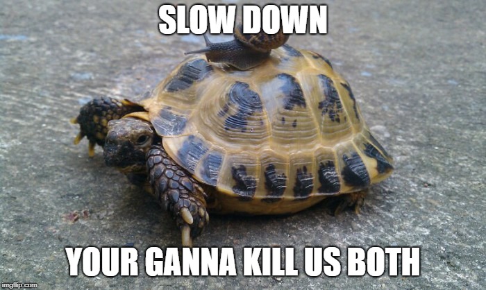 slow down | SLOW DOWN; YOUR GANNA KILL US BOTH | image tagged in snail riding turtle | made w/ Imgflip meme maker