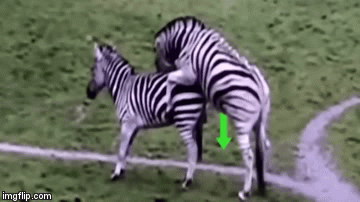 image tagged in gifs | made w/ Imgflip video-to-gif maker