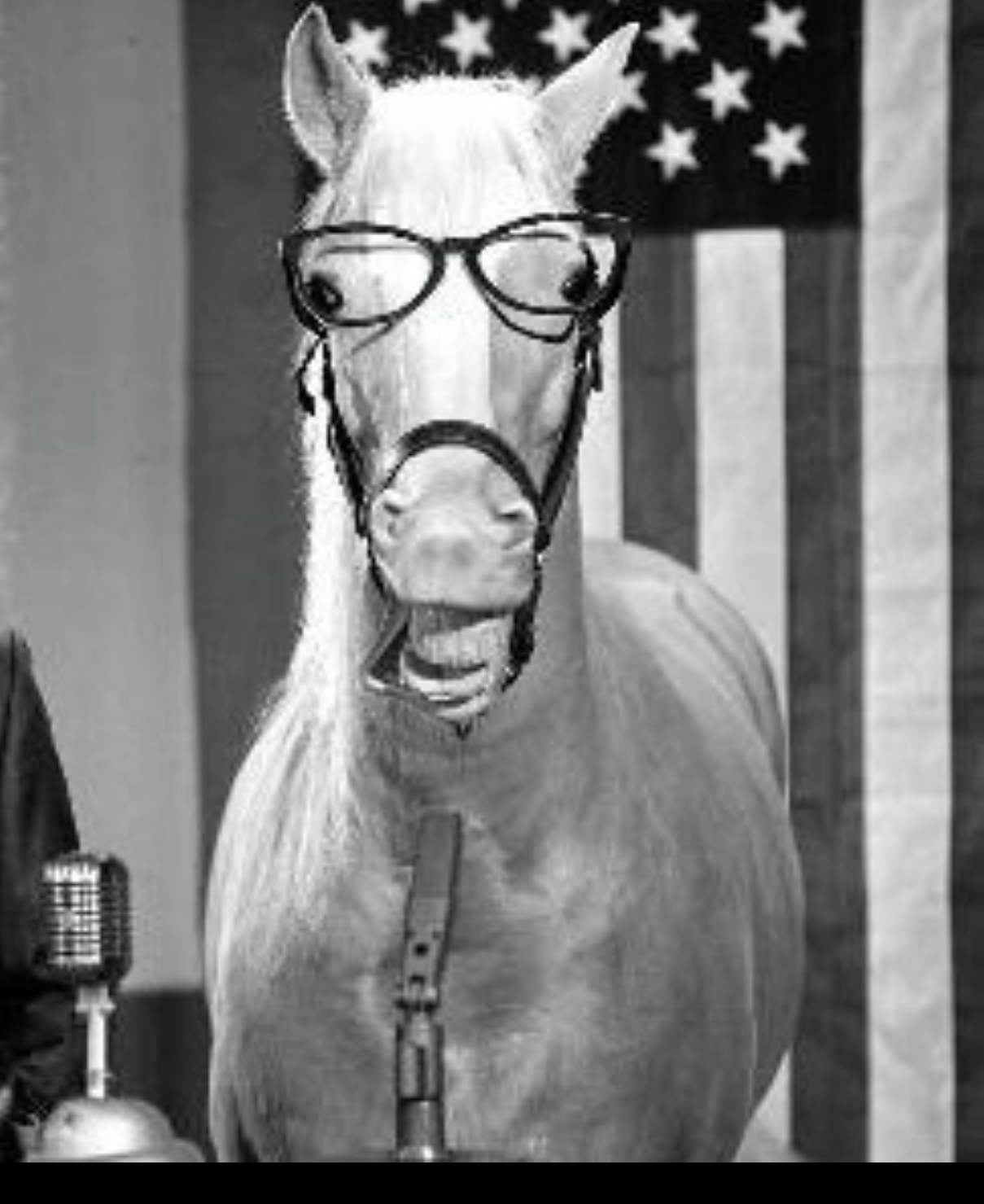 High Quality Mr Ed Blank Meme Template