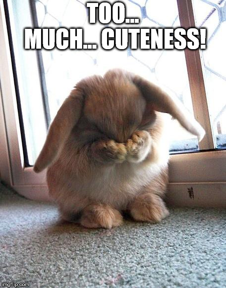 embarrassed bunny | TOO... MUCH... CUTENESS! | image tagged in embarrassed bunny | made w/ Imgflip meme maker