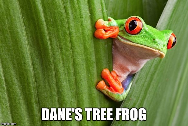 Tree Frog | DANE'S TREE FROG | image tagged in tree frog | made w/ Imgflip meme maker