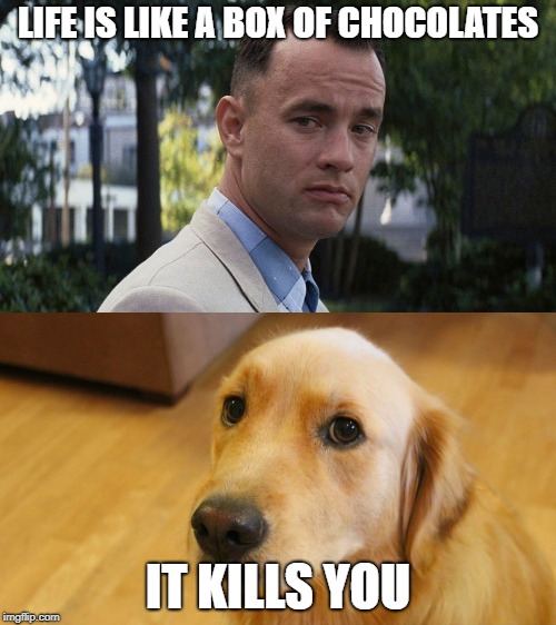 You never know what your...... |  LIFE IS LIKE A BOX OF CHOCOLATES; IT KILLS YOU | image tagged in dog,memes,funny,forrest gump,box of chocolates,death | made w/ Imgflip meme maker
