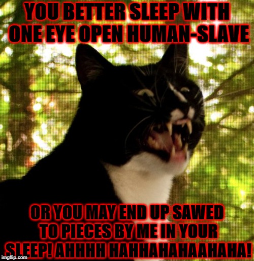PSYCHO CAT | YOU BETTER SLEEP WITH ONE EYE OPEN HUMAN-SLAVE; OR YOU MAY END UP SAWED TO PIECES BY ME IN YOUR SLEEP! AHHHH HAHHAHAHAAHAHA! | image tagged in psycho cat | made w/ Imgflip meme maker