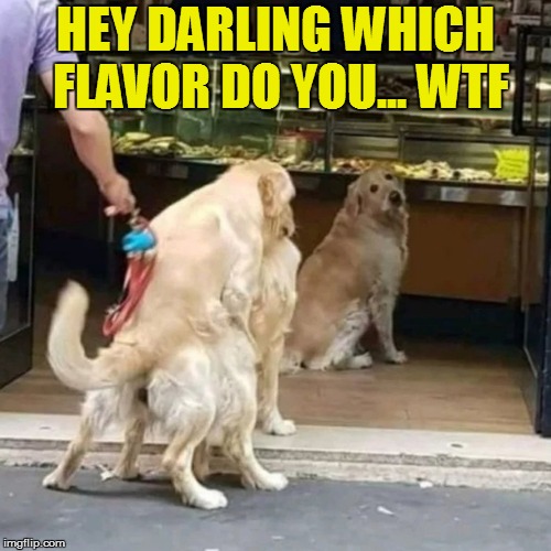 Dirty Dog for Dirty Meme Week, Sep. 24 - Sep. 30, a socrates event | HEY DARLING WHICH FLAVOR DO YOU... WTF | image tagged in memes,dirty meme week,dogs,wtf,dirty dog,socrates | made w/ Imgflip meme maker