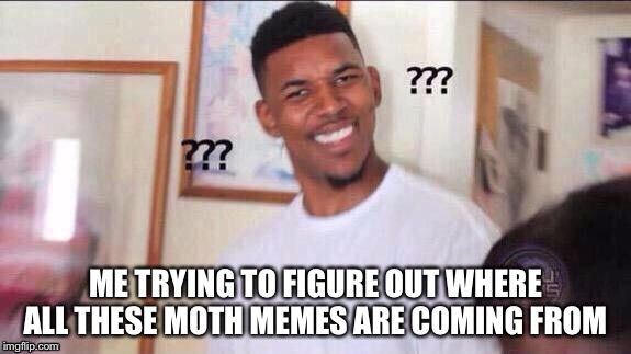 The internet is weird | ME TRYING TO FIGURE OUT WHERE ALL THESE MOTH MEMES ARE COMING FROM | image tagged in moth,memes,new meme | made w/ Imgflip meme maker