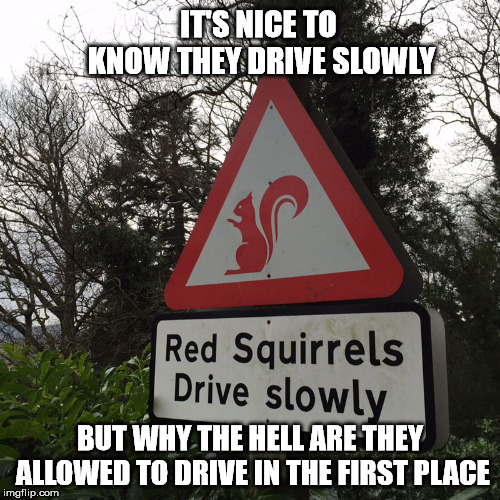 I didn't even know they could drive. | IT'S NICE TO KNOW THEY DRIVE SLOWLY; BUT WHY THE HELL ARE THEY ALLOWED TO DRIVE IN THE FIRST PLACE | image tagged in red squirrels sign | made w/ Imgflip meme maker