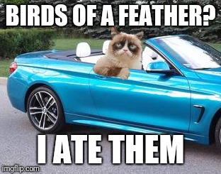 BIRDS OF A FEATHER? I ATE THEM | image tagged in grumpy cat,birds of a feather,delicious | made w/ Imgflip meme maker