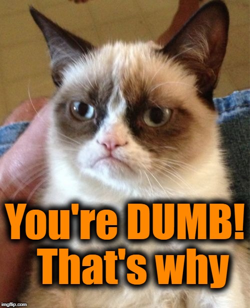 Grumpy Cat Meme | You're DUMB!  That's why | image tagged in memes,grumpy cat | made w/ Imgflip meme maker