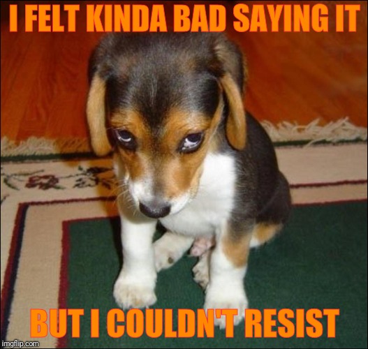 guilty puppy | I FELT KINDA BAD SAYING IT BUT I COULDN'T RESIST | image tagged in guilty puppy | made w/ Imgflip meme maker