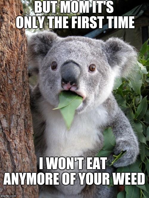 Surprised Koala | BUT MOM IT'S ONLY THE FIRST TIME; I WON'T EAT ANYMORE OF YOUR WEED | image tagged in memes,surprised koala | made w/ Imgflip meme maker