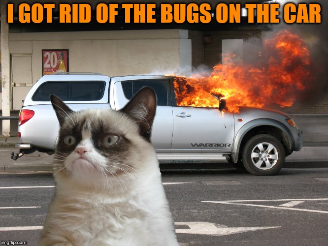 Grumpy Cat Car on Fire | I GOT RID OF THE BUGS ON THE CAR | image tagged in grumpy cat car on fire | made w/ Imgflip meme maker