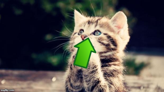 Cute kitten | image tagged in cute kitten | made w/ Imgflip meme maker