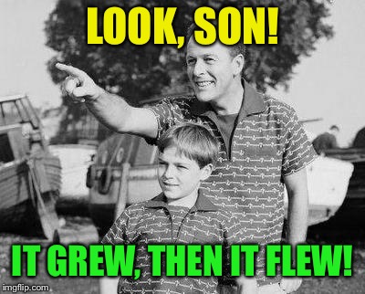 Look Son Meme | LOOK, SON! IT GREW, THEN IT FLEW! | image tagged in memes,look son | made w/ Imgflip meme maker