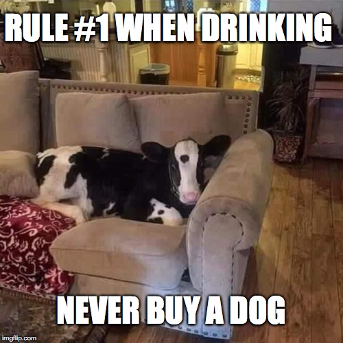 RULE #1 WHEN DRINKING; NEVER BUY A DOG | image tagged in drinking,dog week,cow,first world problems,confession bear | made w/ Imgflip meme maker