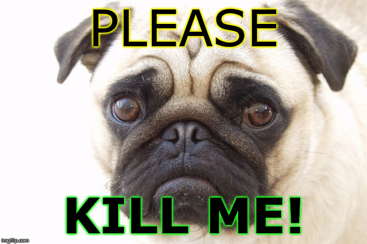 PLEASE; KILL ME! | image tagged in pug | made w/ Imgflip meme maker