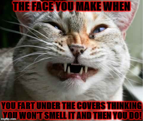 THE FACE YOU MAKE WHEN; YOU FART UNDER THE COVERS THINKING YOU WON'T SMELL IT AND THEN YOU DO! | image tagged in the face you make | made w/ Imgflip meme maker