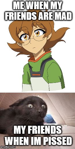 mad friends | ME WHEN MY FRIENDS ARE MAD; MY FRIENDS WHEN IM PISSED | image tagged in funny,cats,voltron,pidge | made w/ Imgflip meme maker
