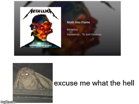 Moth Into Flame | excuse me what the hell | image tagged in memes,funny,moth,excuse me what the fuck,metallica,doctordoomsday180 | made w/ Imgflip meme maker
