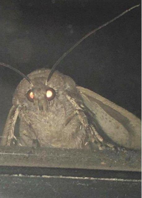 Moth meme Blank Meme Template