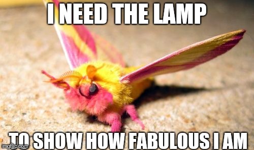 Maple moth | I NEED THE LAMP; TO SHOW HOW FABULOUS I AM | image tagged in maple moth | made w/ Imgflip meme maker