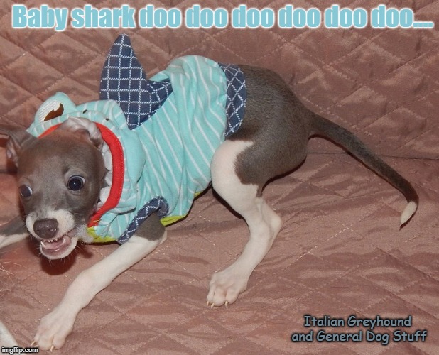 Baby shark doo doo doo doo doo doo.... Italian Greyhound and General Dog Stuff | image tagged in baby shark,shark,cute puppy | made w/ Imgflip meme maker