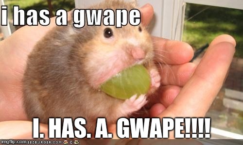 I HAS A GWAPE!!!! | I. HAS. A. GWAPE!!!! | image tagged in i has a gwape,memes | made w/ Imgflip meme maker