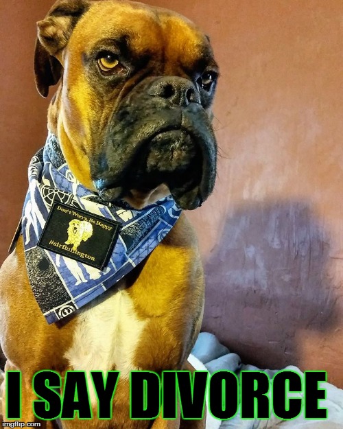 Grumpy Dog | I SAY DIVORCE | image tagged in grumpy dog | made w/ Imgflip meme maker