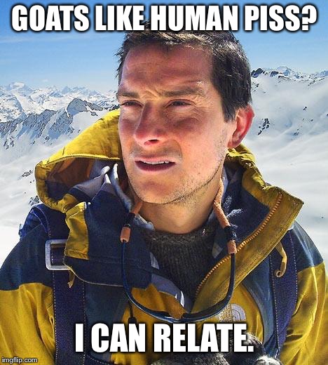 Bear Grylls Meme | GOATS LIKE HUMAN PISS? I CAN RELATE. | image tagged in memes,bear grylls | made w/ Imgflip meme maker