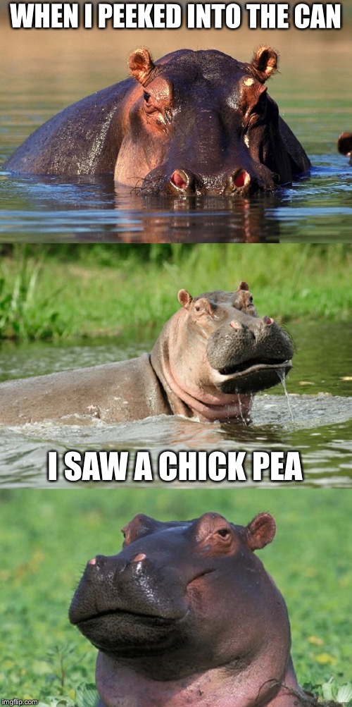Bad Pun Hippo | WHEN I PEEKED INTO THE CAN; I SAW A CHICK PEA | image tagged in bad pun hippo | made w/ Imgflip meme maker