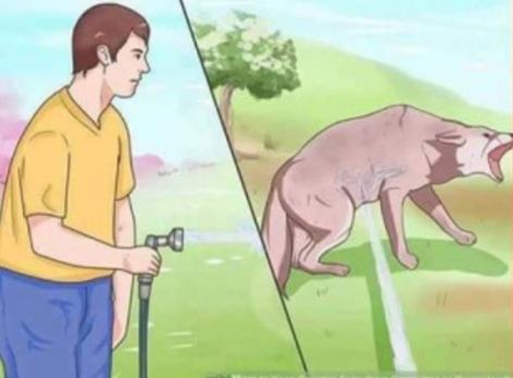 spraying dog with hose Blank Meme Template