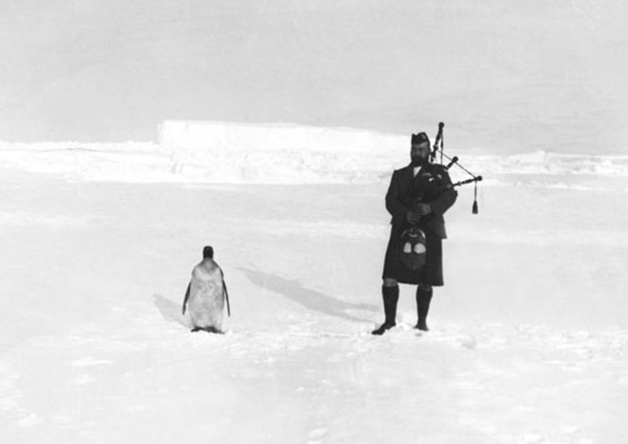 High Quality Bagpipe Penguin Blank Meme Template