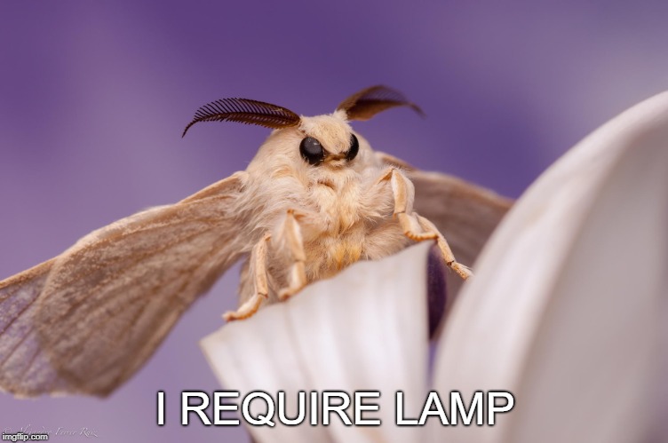 outraged moth | I REQUIRE LAMP | image tagged in outraged moth | made w/ Imgflip meme maker