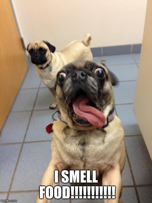 pug love | I SMELL FOOD!!!!!!!!!!! | image tagged in pug love | made w/ Imgflip meme maker