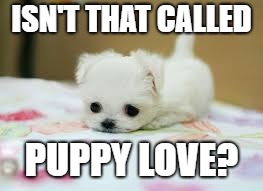 Adorable Puppy | ISN'T THAT CALLED PUPPY LOVE? | image tagged in adorable puppy | made w/ Imgflip meme maker