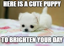 Heart Squeeze Puppy | HERE IS A CUTE PUPPY; TO BRIGHTEN YOUR DAY | image tagged in adorable puppy,cute,cute puppies,cute puppy,so cute,cuteness overload | made w/ Imgflip meme maker