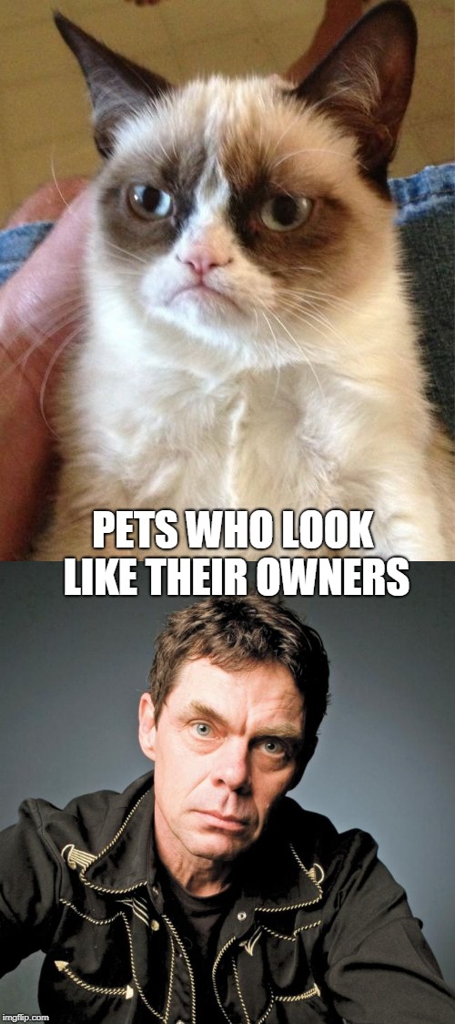 Pets Who Look Like Their Owners | PETS WHO LOOK LIKE THEIR OWNERS | image tagged in grumpy cat,rich hall,pets,lookalike,grumpy,comedian | made w/ Imgflip meme maker