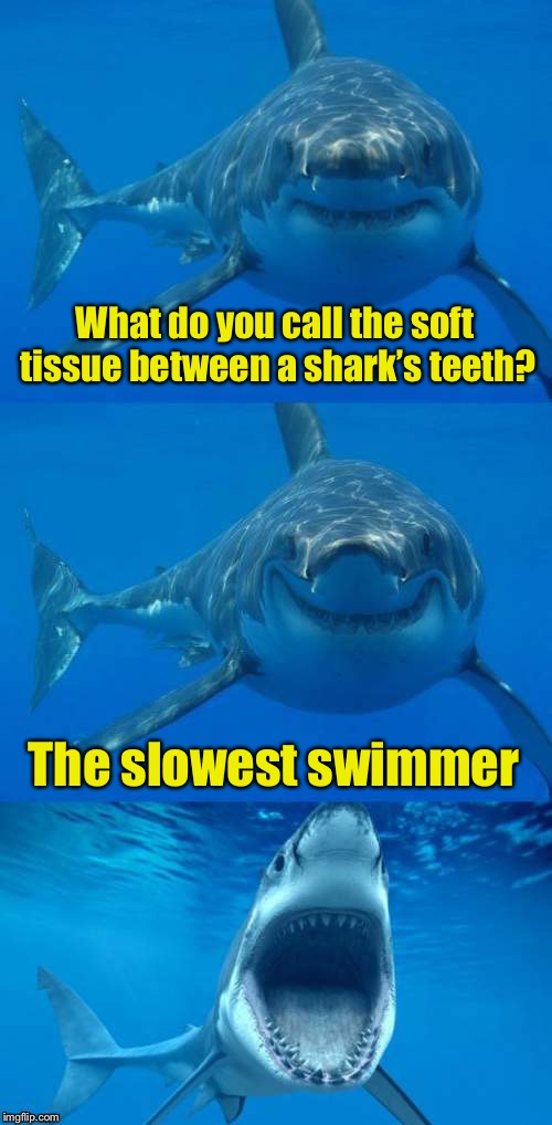 Bad Shark Pun  | What do you call the soft tissue between a shark’s teeth? The slowest swimmer | image tagged in bad shark pun | made w/ Imgflip meme maker