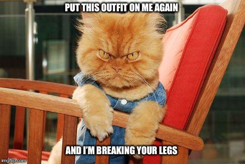 mad cat | PUT THIS OUTFIT ON ME AGAIN; AND I’M BREAKING YOUR LEGS | image tagged in mad cat,threaten,broken leg,animal clothes | made w/ Imgflip meme maker