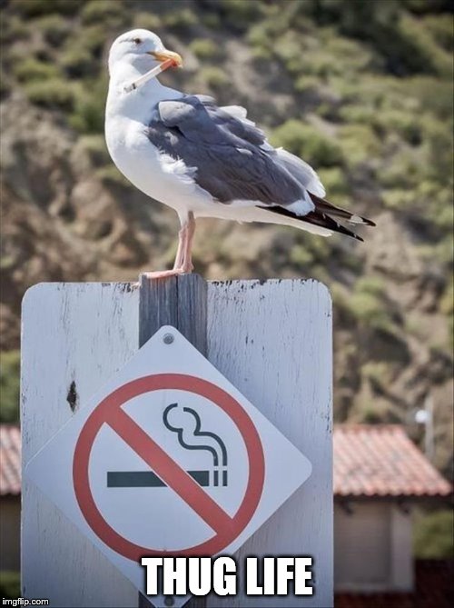 Rebel | THUG LIFE | image tagged in seagull,seagulls,thug life,thuglife | made w/ Imgflip meme maker