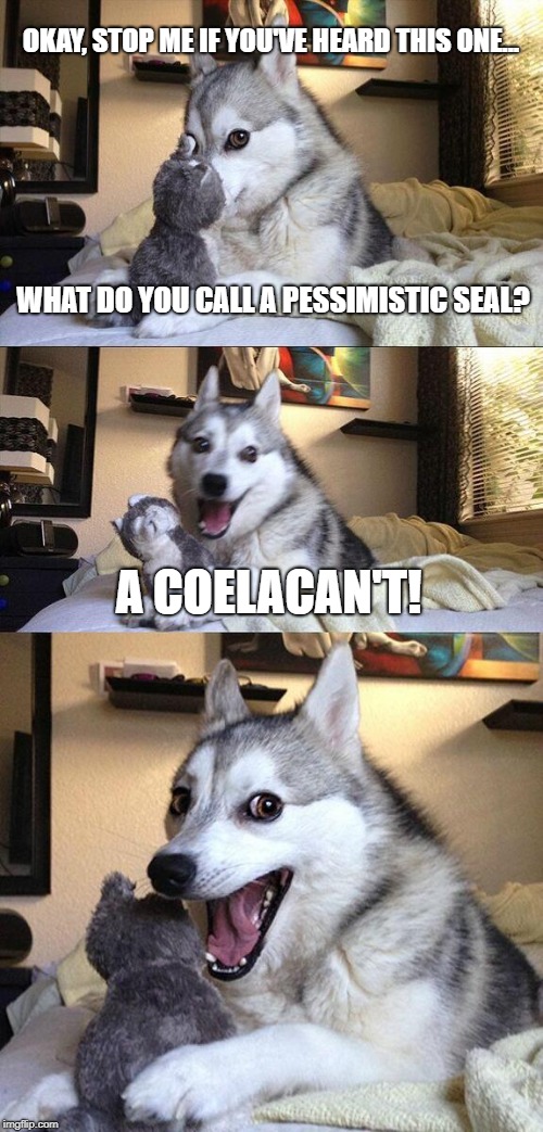 Bad Pun Dog Meme | OKAY, STOP ME IF YOU'VE HEARD THIS ONE... WHAT DO YOU CALL A PESSIMISTIC SEAL? A COELACAN'T! | image tagged in memes,bad pun dog | made w/ Imgflip meme maker