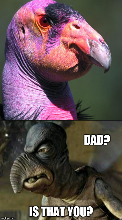 California condor and Watto | DAD? IS THAT YOU? | image tagged in star wars meme,dad and son,custom template,watto,condor | made w/ Imgflip meme maker