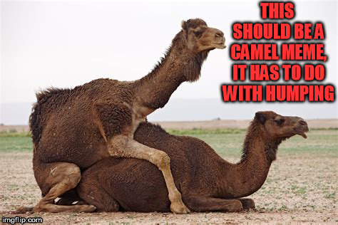 Hump day THIS SHOULD BE A CAMEL MEME, IT HAS TO DO WITH HUMPING image tagge...