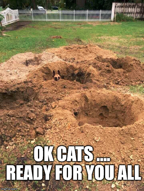 OK CATS .... READY FOR YOU ALL | made w/ Imgflip meme maker