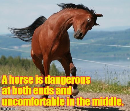 Horse | A horse is dangerous at both ends and uncomfortable in the middle. | image tagged in horse | made w/ Imgflip meme maker