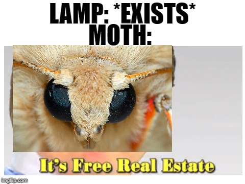 Moths in a nutshell | MOTH:; LAMP: *EXISTS* | image tagged in memes,funny,dank memes,moths,it's free real estate | made w/ Imgflip meme maker