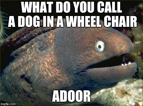 I'm A Terrible Person | WHAT DO YOU CALL A DOG IN A WHEEL CHAIR; ADOOR | image tagged in memes,bad joke eel,dog,funny,disabled,dogs | made w/ Imgflip meme maker